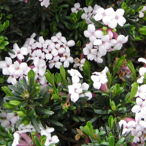 Daphne x hendersonii 'Marion White'
